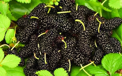 摘桑葚作文優(yōu)秀【15篇】