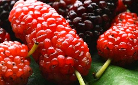 摘桑葚作文(共15篇)