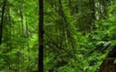 ӛ�߷�ɭ�ֹ��@���Lɢ��