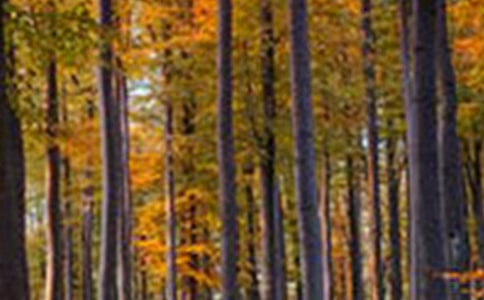 ɭ�ַ����V���巶��500�֣�ͨ��9ƪ��