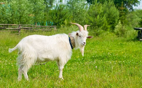 �x��ɽ�򲻳����òݡ��и�����450��