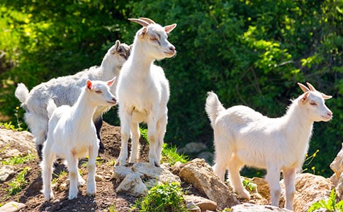 山羊不吃天堂草讀后感范文(精選10篇)