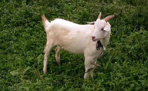 《山羊不吃天堂草》讀后感500字(通用10篇)