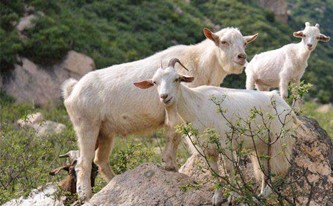 ��Сɽ���С�ܡ����f�n��