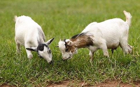 ��Сɽ���С�ܡ����f�n�巶��