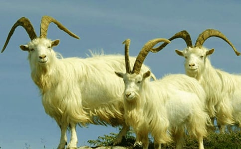 ��ɽ�򲻳����òݡ���xԇ�}��x��