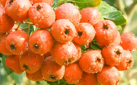 《山楂樹》小說版讀后感范文