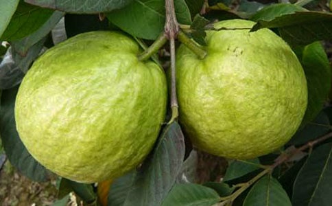 《石榴》閱讀答案_記敘文閱讀