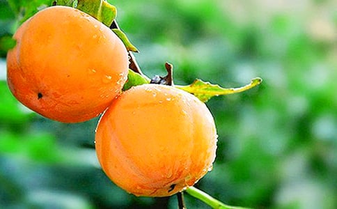 家鄉的柿子作文(匯編15篇)