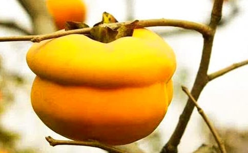 ���P�����ּt��ɢ��