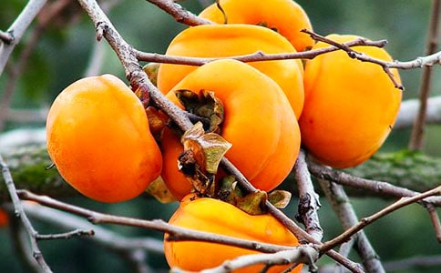 ѩ�����x���