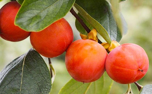 ��ѩ���ӡ��x��У�ͨ��15ƪ��