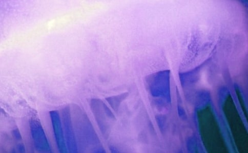 ��ˮĸ���}������