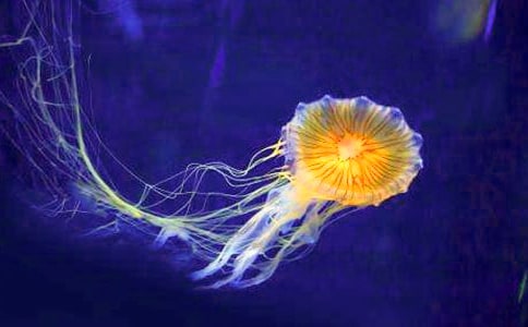 �����wˮĸ��Ů�����x���