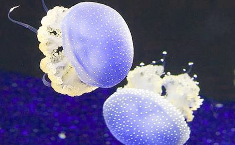 ���ҿ�ˮĸ�m�����~6ƪ