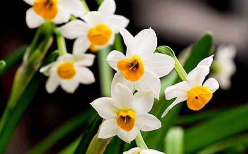 水仙花作文15篇【熱門】