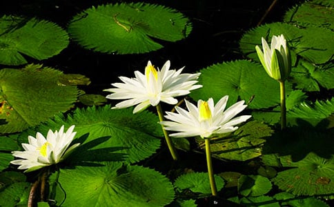 ˯ɏ���_������x�}����