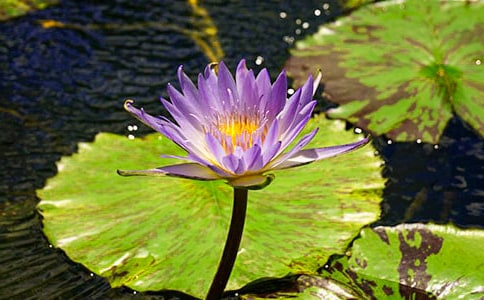 家鄉的睡蓮瀑布-寫景作文大全