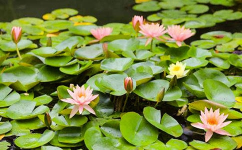 ˯ɏ�ۼ������̳�