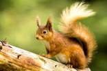 松鼠觀察日記(精選5篇)
