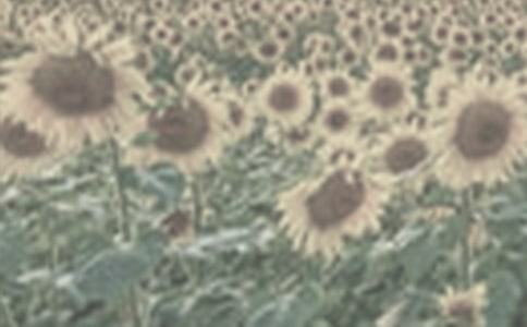 �������̫ꖻ�Ů�����x���