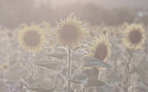 神奇的太陽花女孩的讀后感范文