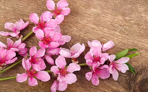 �һ����Ц���L(f��ng)�ă�(y��u)��ɢ��