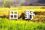 田野的風作文800字