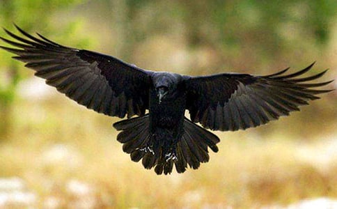 һֻ���f�ڿ�����x��