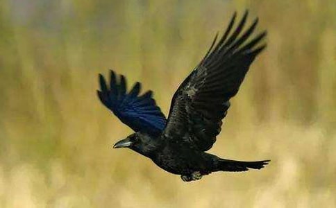 ���f��ˮ�Ć�ʾ���ģ�ͨ��29ƪ��