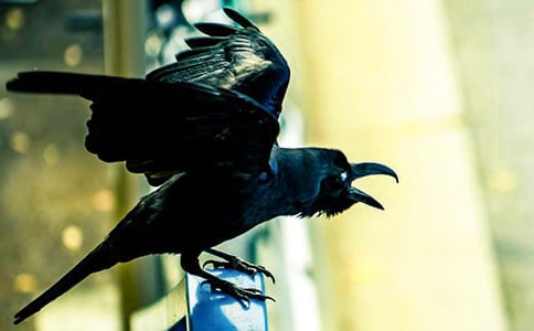 һֻģ�������Ğ��f����10ƪ