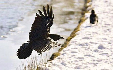 大班科學教案:烏鴉喝水