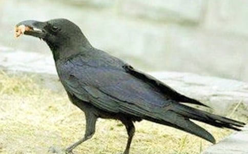 《蜀雞與烏鴉》閱讀答案及原文