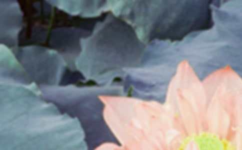 2021年給朋友的夏至祝福語合集39句