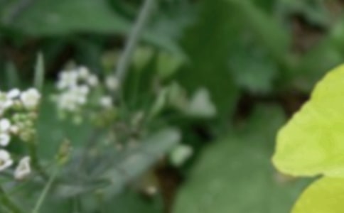 2021��ף�����옷(l��)��ף���Z(y��)�R��52�l