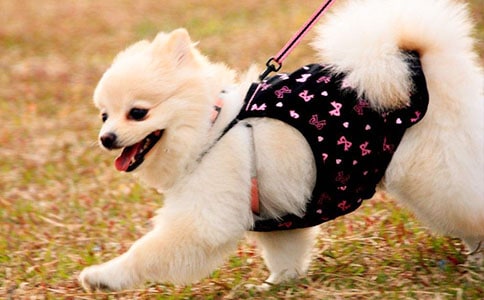 �P��С���f�������ĺϼ���ƪ