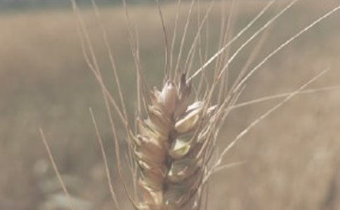 ����һ��С��Ԋ��