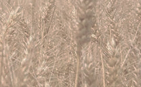 優質小麥生產協議書模板