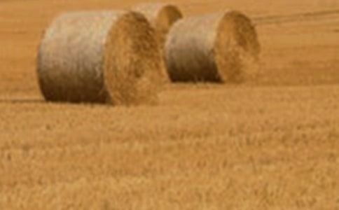 小麥收購合同(精選14篇)