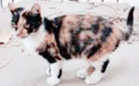 �а��Α�̰���С؈׽�Բء�