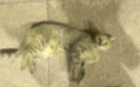 С�W���꼉��ӛ���ɐ۵�С؈