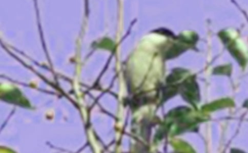 �а��Z�Խ̰�����С�B