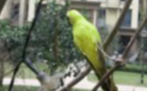 �쵽һֻС�B�S�P