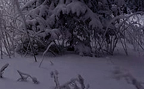 ���PСѩ�ĺ���ף���Z240��