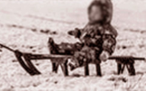 雪橇犬之歌讀后感