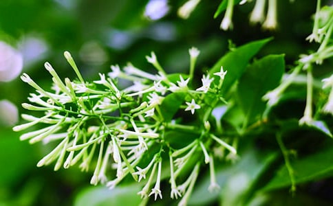 ҹ����С�W����������