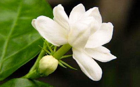 ҹ����ɢ��