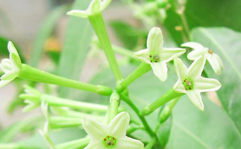 描寫夜來香的句子