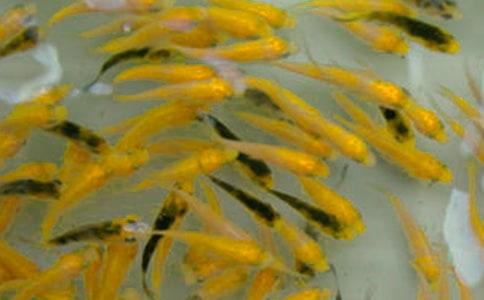 魚苗購銷合同(合集15篇)