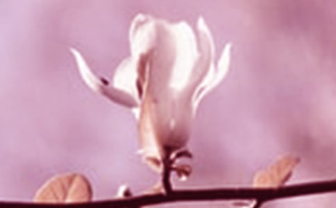 �茑���m���ȵ�`Ԋ��